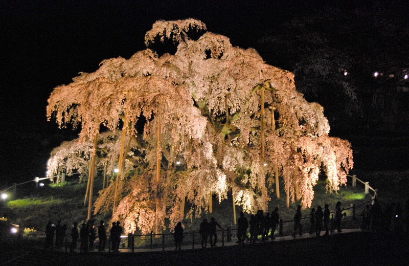 滝桜は夜が素晴らしい！ライトアップの様子