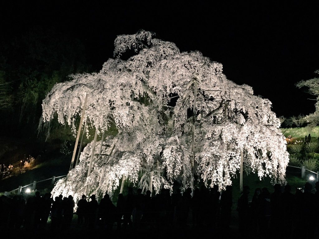 三春滝桜ライトアップ